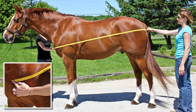 How to Measure For Horse Blankets