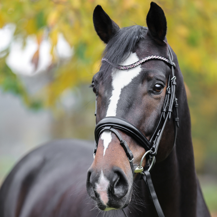 Kavalkade "Pink Sparkle" Black Leather Browband