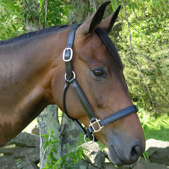 Black Oak Sycamore Halter