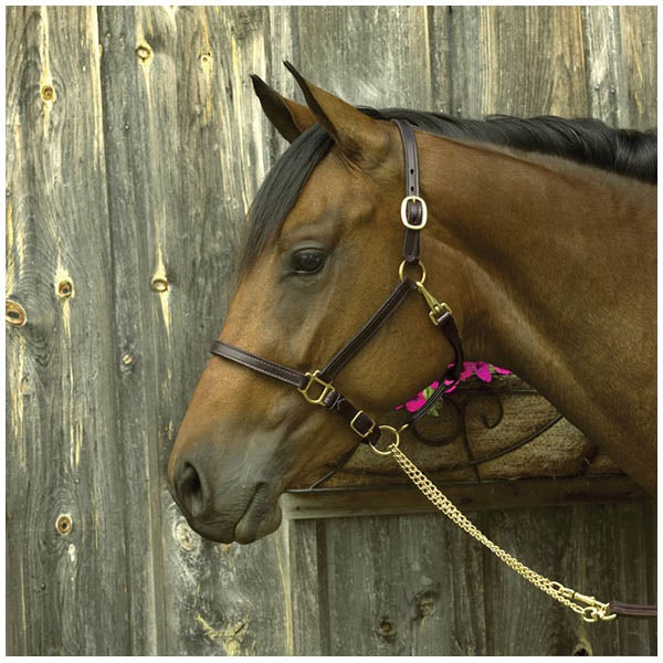 Perri's Premium 3/4" Leather Show Halter