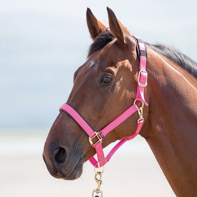 Topaz Breakaway Halter