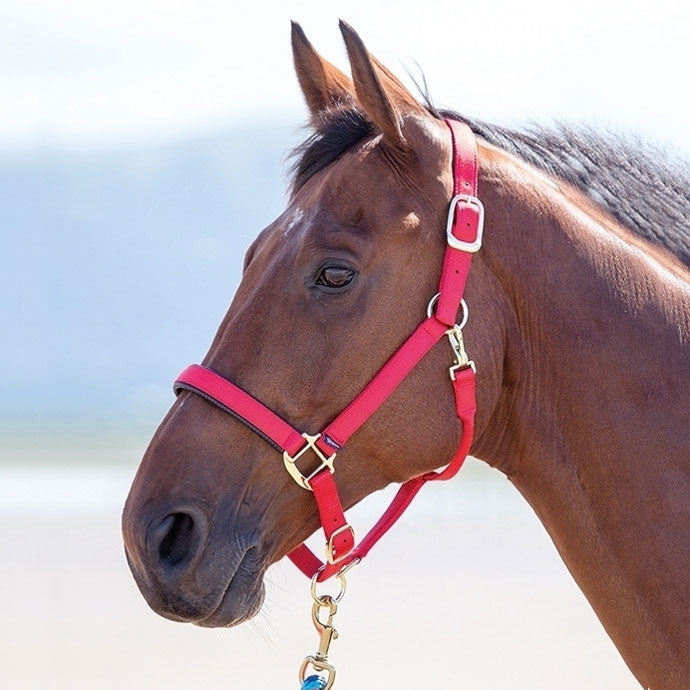 Topaz Breakaway Halter