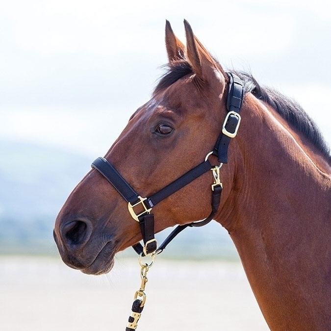 Topaz Breakaway Halter