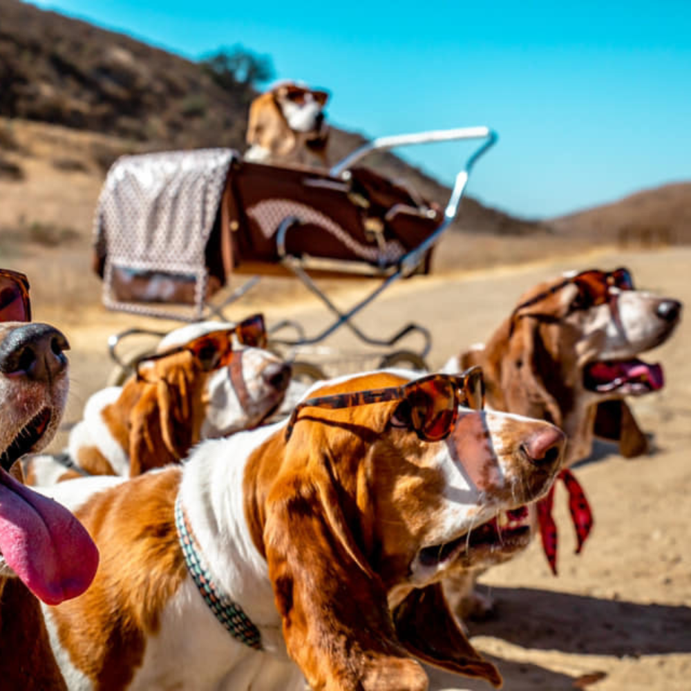 goodr Bosley's Basset Hound Dreams Sunglasses