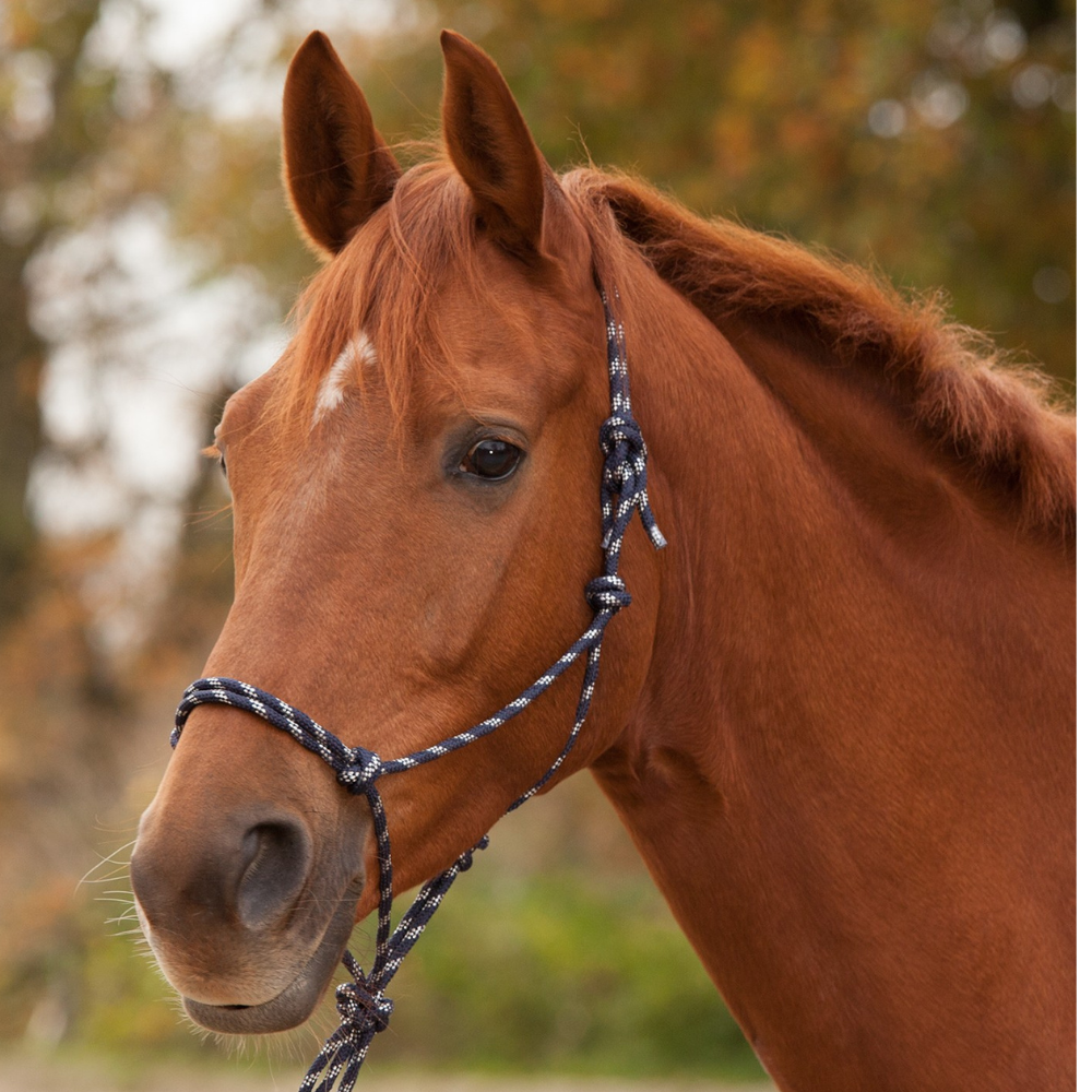 Waldenhausen Knotted Halter