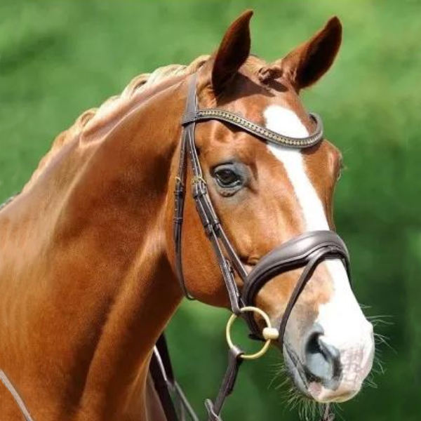 PASSIERBLU Spirit Anatomical Snaffle Bridle