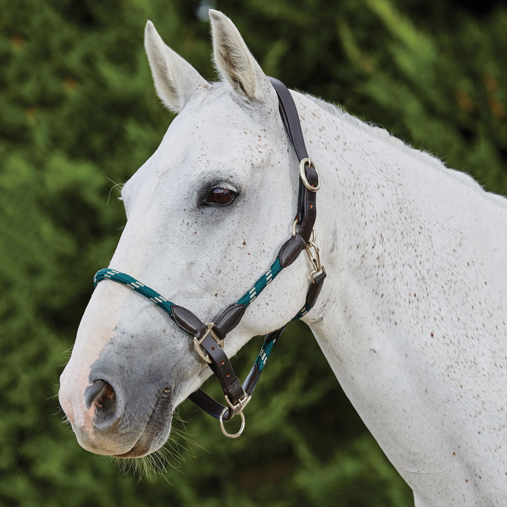 Kincade Leather & Rope Halter