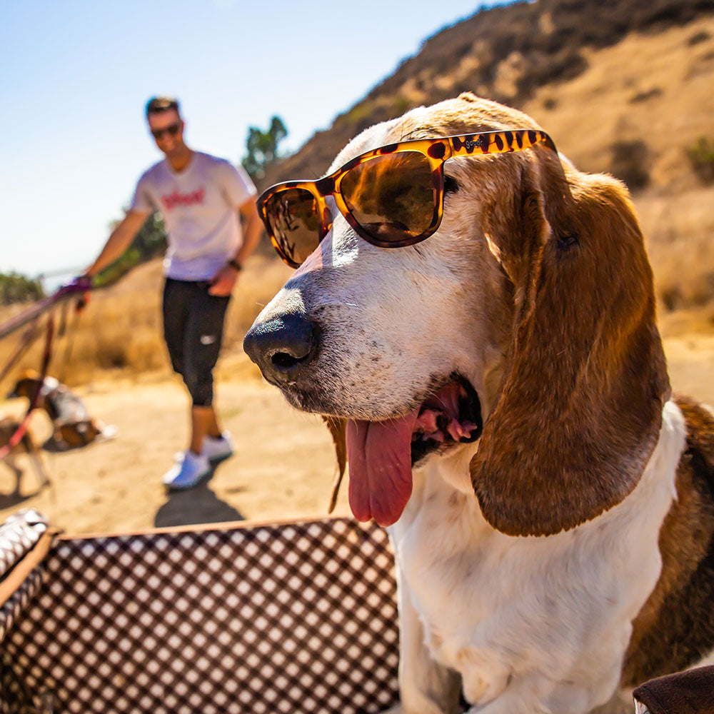 goodr Bosley's Basset Hound Dreams Sunglasses